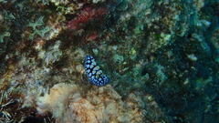 Phyllidia guamensis