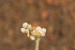Pseudognaphalium sandwicensium
