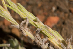 Pseudognaphalium sandwicensium