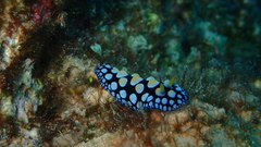 Phyllidia guamensis