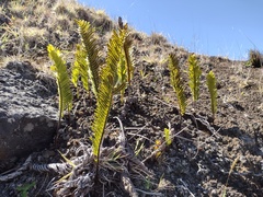 Polypodium pellucidum vulcanicum