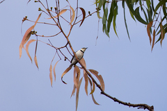Cissomela pectoralis