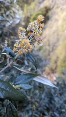 Buddleja nitida
