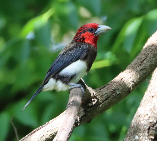Brown-breasted Barbet (Pogonornis melanopterus), photo 7