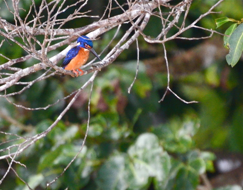 Blue-eared Kingfisher (Alcedo meninting), photo 9