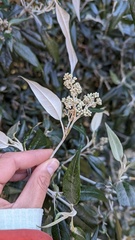 Buddleja nitida