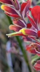 Castilleja quirosii