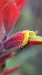 Castilleja quirosii