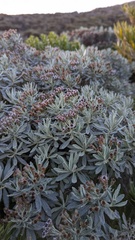 Linochilus costaricensis