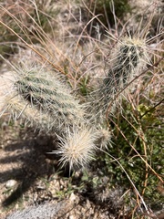 Cylindropuntia ganderi