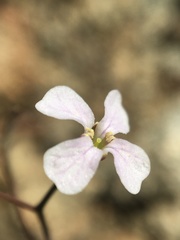 Sibara filifolia
