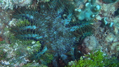Acanthaster planci
