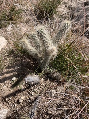 Cylindropuntia ganderi