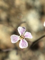 Sibara filifolia
