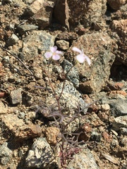 Sibara filifolia