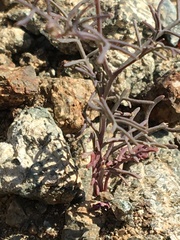 Sibara filifolia