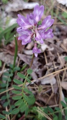Astragalus distortus