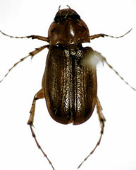 Sericospilus glabratus