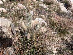 Cylindropuntia ganderi