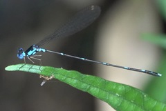 Risiocnemis serrata
