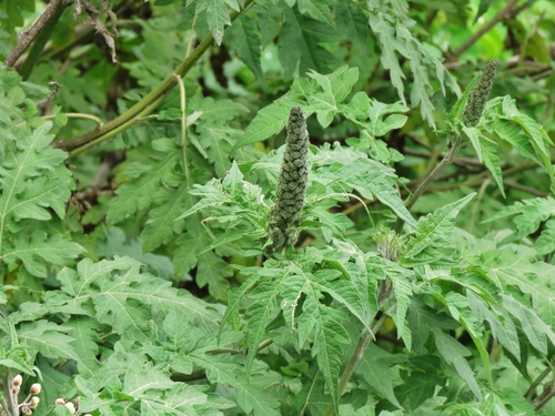 Image of Altamisa (Ambrosia arborescens) by (c) Annika Lindqvist, some rights reserved (CC BY)