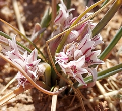 Amerallium