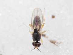 Elachiptera costata