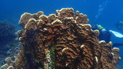Millepora platyphylla