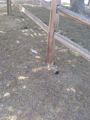 Xerospermophilus tereticaudus