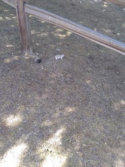 Xerospermophilus tereticaudus