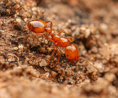 Solenopsis amblychila