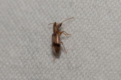 Notoxus desertus