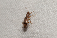 Notoxus desertus