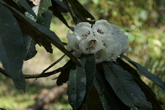 Rhododendron grande