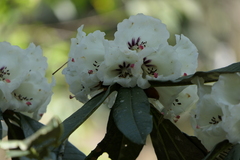 Rhododendron grande