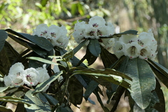 Rhododendron grande