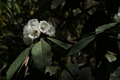 Rhododendron grande