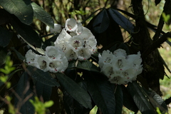 Rhododendron grande