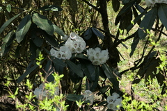 Rhododendron grande