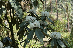 Rhododendron grande