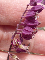 Streptanthus glandulosus pulchellus