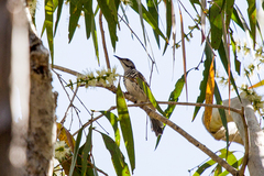 Ramsayornis fasciatus