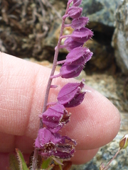 Streptanthus glandulosus pulchellus