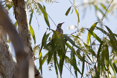 Ramsayornis fasciatus