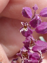 Streptanthus glandulosus pulchellus
