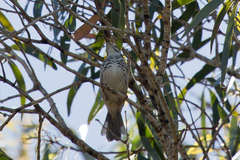 Ramsayornis fasciatus