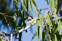 Ramsayornis fasciatus
