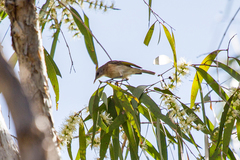 Conopophila albogularis