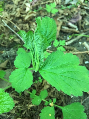 Contarinia gei