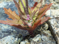 Streptanthus glandulosus pulchellus